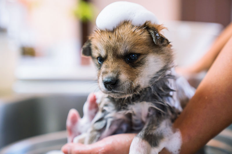 シャンプーされてる子犬