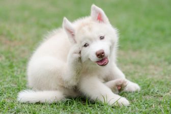 ”マダニ感染症”で人が死に至ることも！愛犬や愛猫にすべきマダニ対策