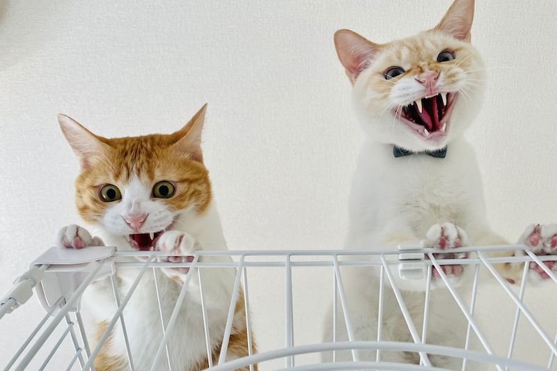 何かとたたかう猫」が臨場感たっぷり！掃除機にむき出しの怒り示す猫