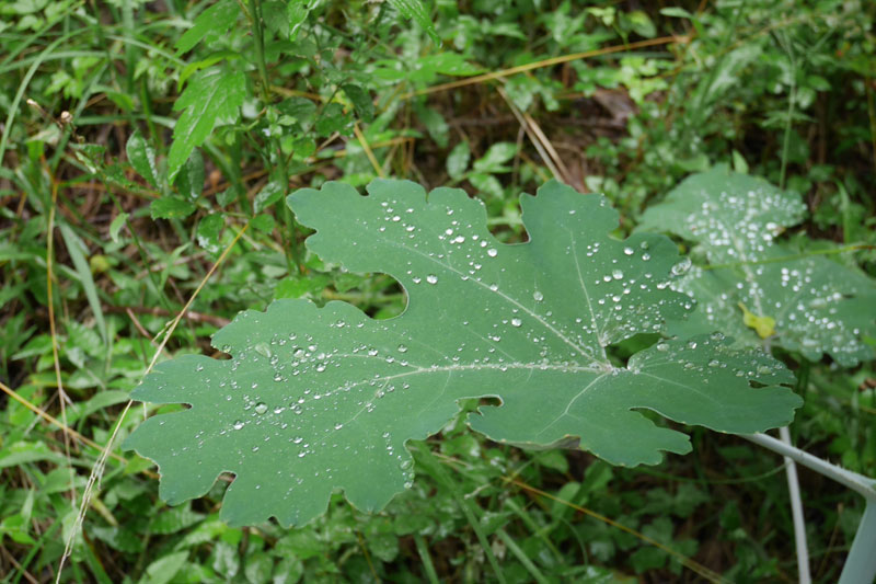 「カミツレの宿　八寿恵荘」周辺の森