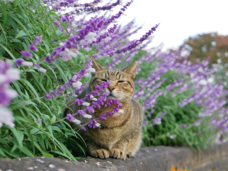 猫と花