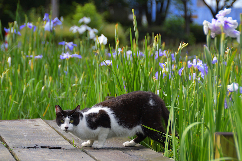 猫と花