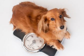 犬や猫のダイエット事情｜理想的な食事のあげ方は？「おやつは別腹」でOK？