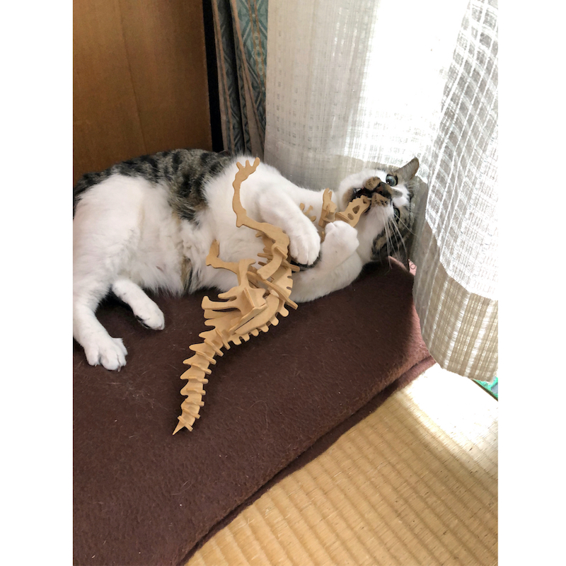 何かとたたかう猫