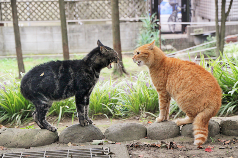 何かとたたかう猫