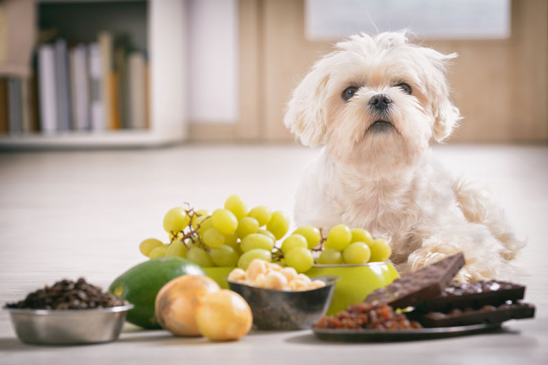 犬と食べ物