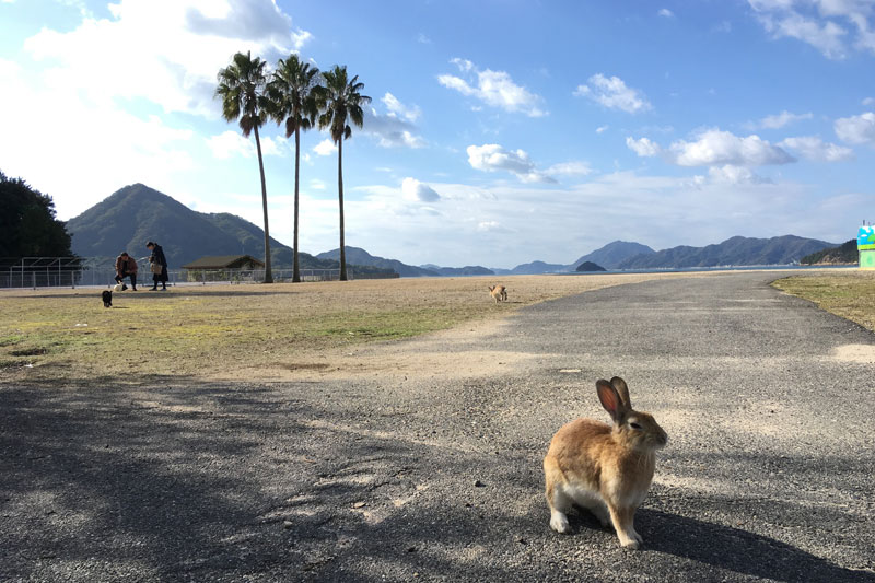 広島県の大久野島のうさぎ