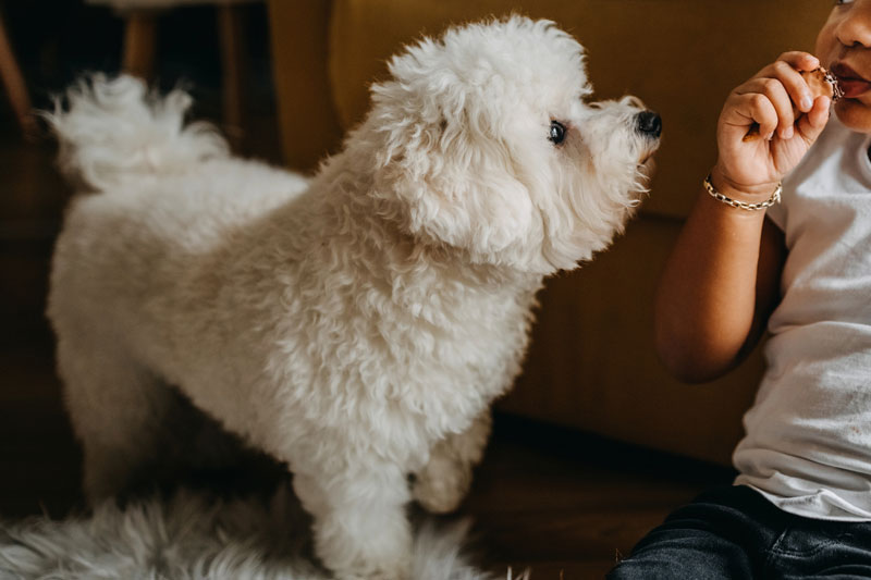 子犬