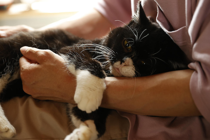 飼い主さんにだっこされてリラックスしているもんた