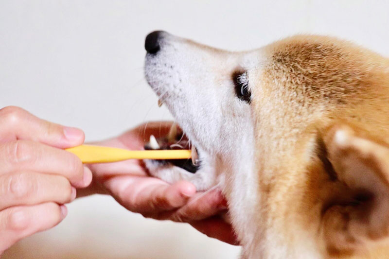 歯みがきしている犬