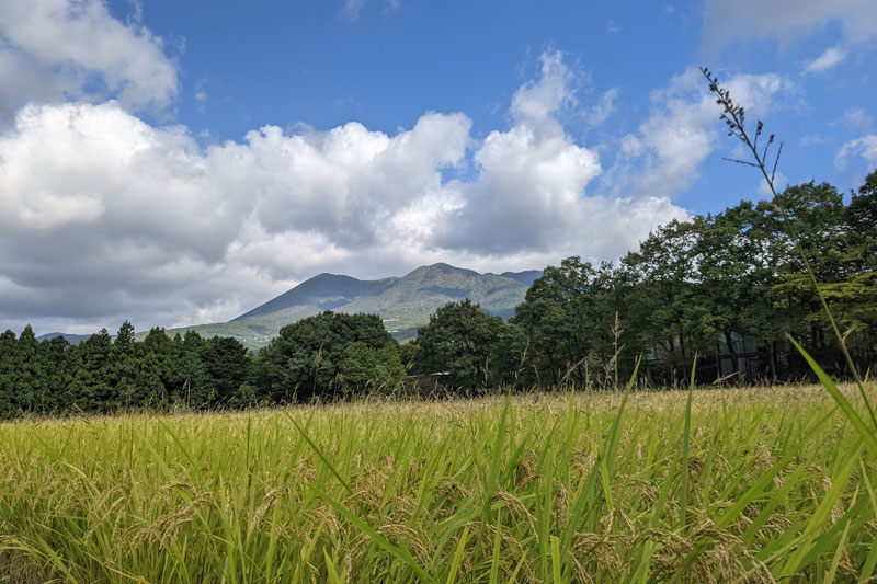 田んぼ