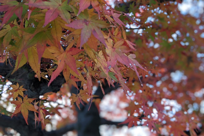 紅葉