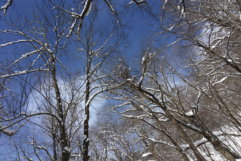 雪景色