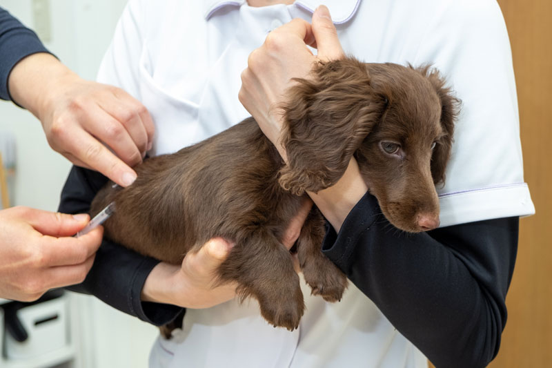 ワクチンを打たれる犬