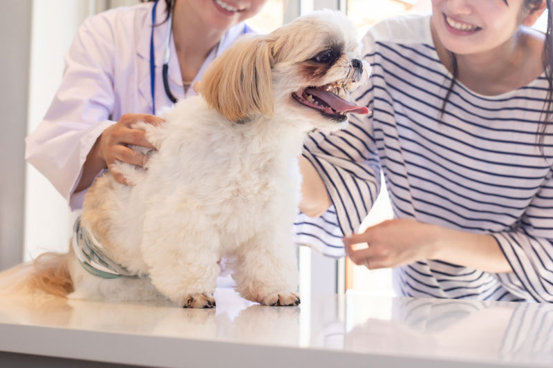 診察を受ける犬