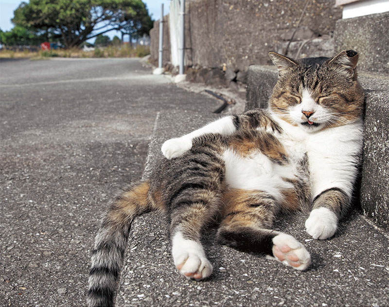 そとねこ