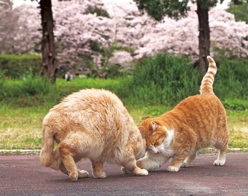 そとねこ