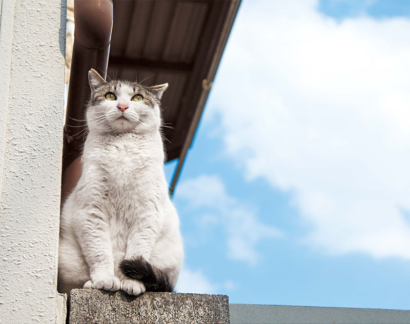 そとねこ