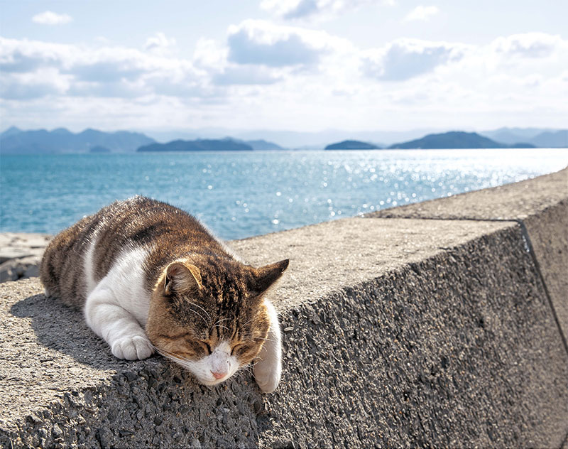 そとねこ