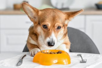 愛犬が急にご飯を食べなくなったら…わがまま？病気？獣医師が語るその理由