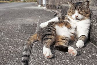 自然体で可愛い“そとねこ”の世界　自由気ままでふてぶてしいのが魅力