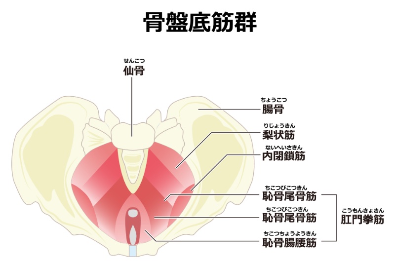 骨盤底筋群の図説イラスト