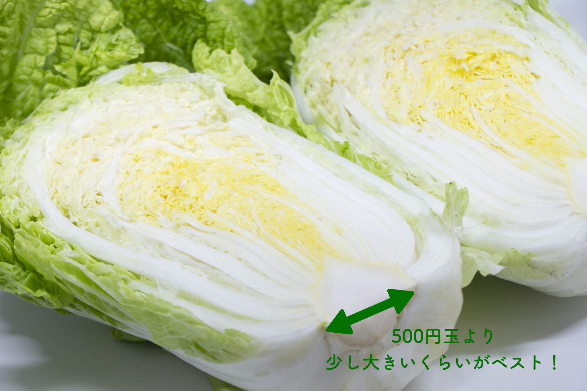 半分にカットされた白菜