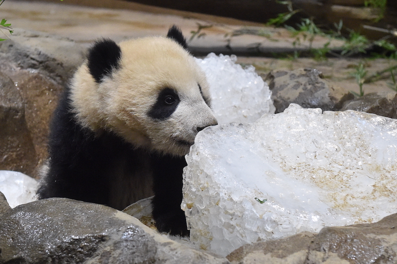 氷に鼻を近づけるシャオシャオ