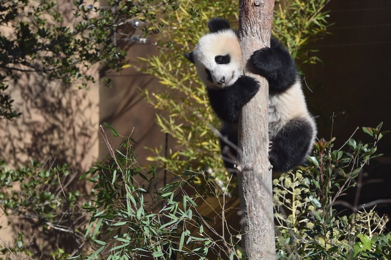 双子パンダ・シャオシャオとレイレイは木登り上手!? するする登ったり