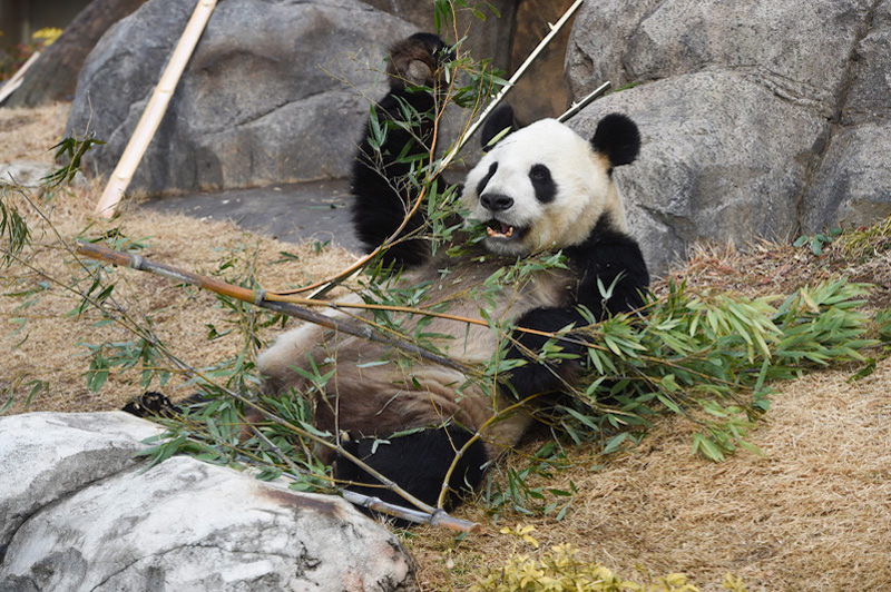 貫禄たっぷり！パパパンダのリーリー（Ph／(公財)東京動物園協会）