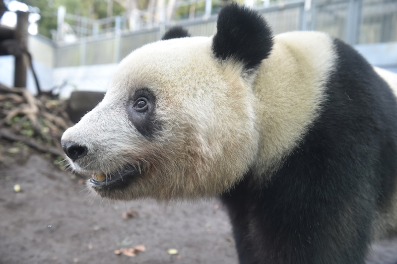 つぶらな瞳がかわいいシャンシャン（Ph／(公財)東京動物園協会）