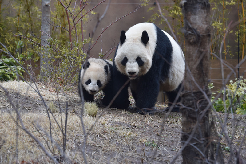 シャオシャオと並んで歩くシンシン（Ph／(公財)東京動物園協会）