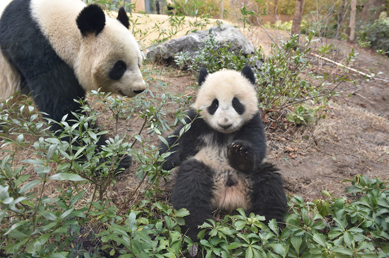 レイレイの様子を気にするシンシン（Ph／(公財)東京動物園協会）