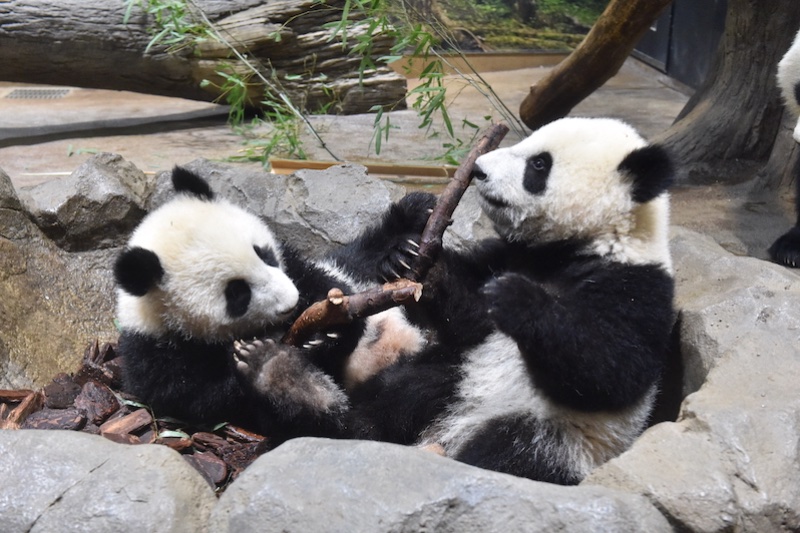 仲良く木の枝で遊ぶレイレイ（左）とシャオシャオ（右）（Ph／（公財）東京動物園協会）