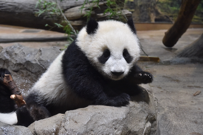 プールから体を乗り出すシャオシャオ（Ph／（公財）東京動物園協会）