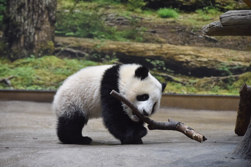 お気に入りの木の枝を見つけたレイレイ（Ph／（公財）東京動物園協会）