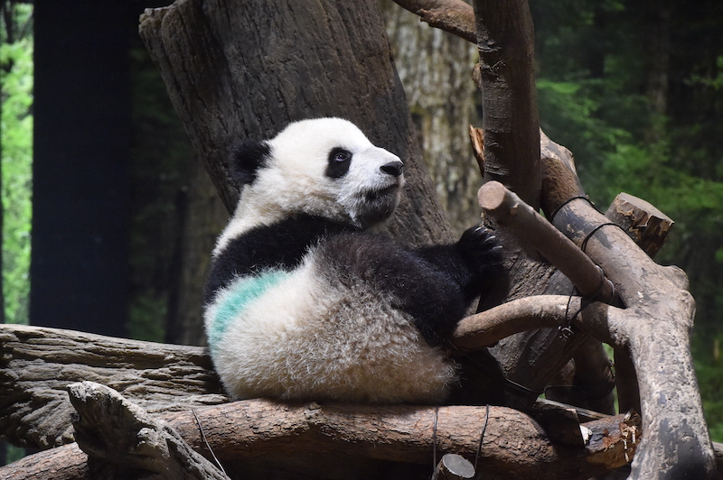 上野動物園のジャイアントパンダ