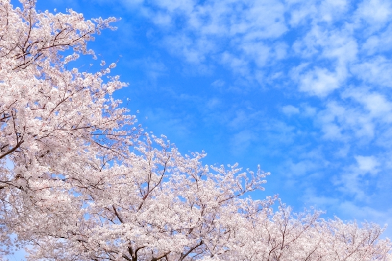 青空と桜