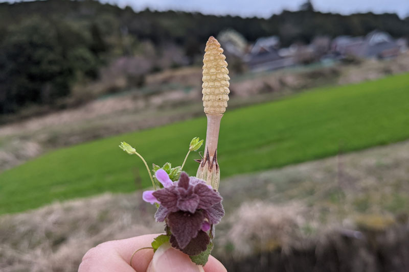 つくし