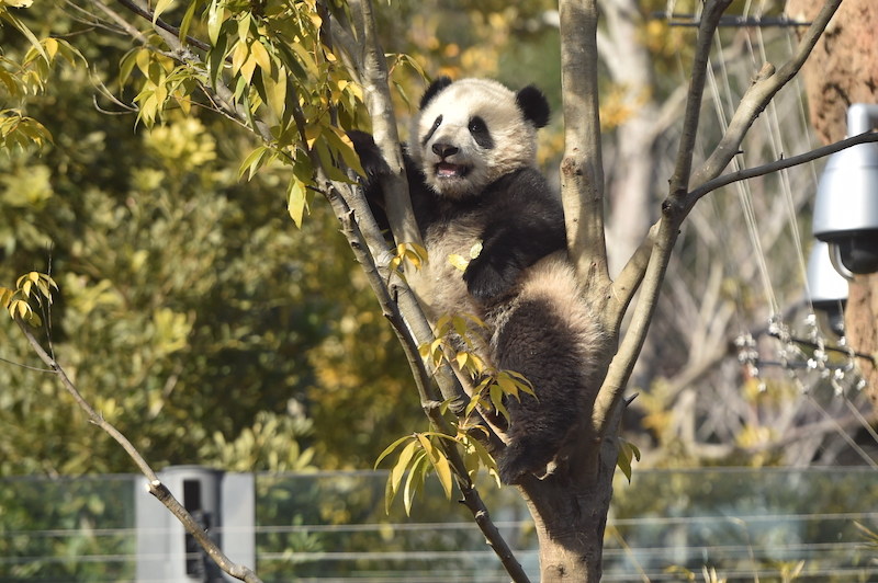 木登りを楽しむシャオシャオ（Ph／（公財）東京動物園協会）