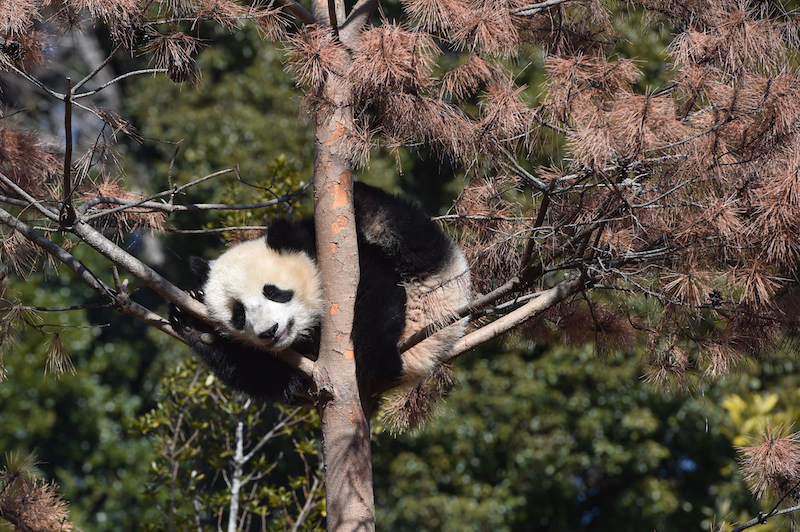 木の上でも器用に動くレイレイ（Ph／（公財）東京動物園協会）