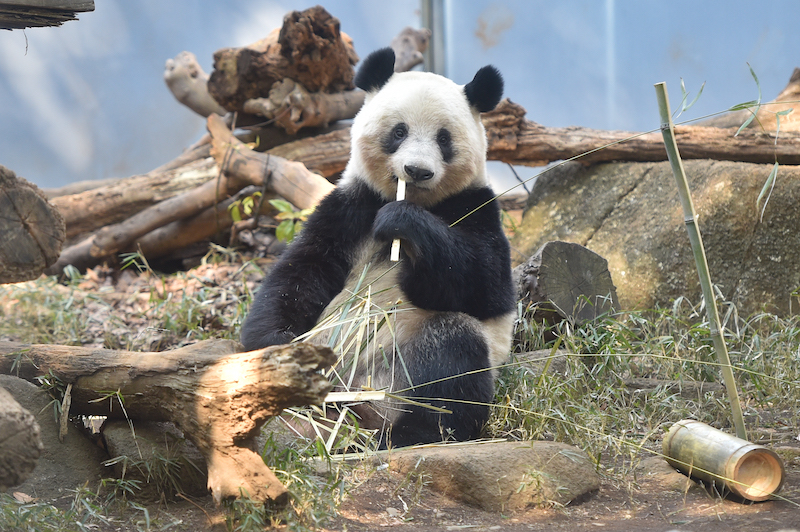 よく食べ、よく動くシャンシャン（Ph／（公財）東京動物園協会）