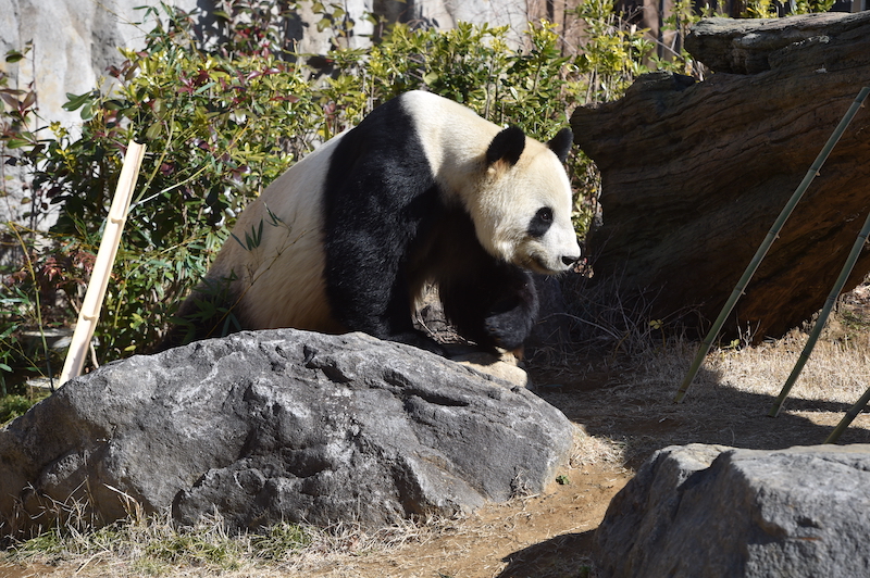 どっしりとした貫禄のある姿を見せるリーリー（Ph／（公財）東京動物園協会）