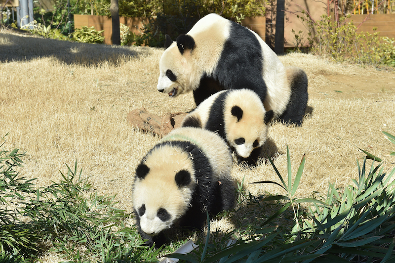 奥からママのシンシン、レイレイ、シャオシャオ（Ph／（公財）東京動物園協会）