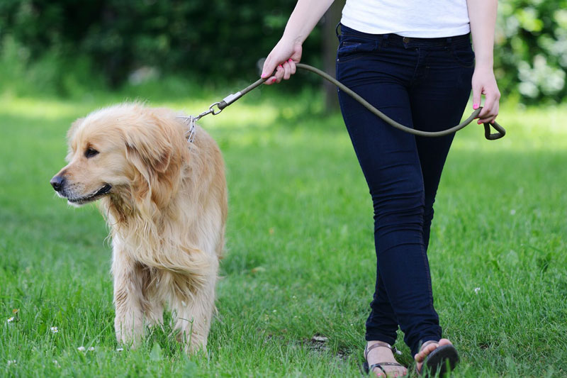 飼い主さんのほぼ隣、やや後ろを愛犬が歩くようにしつけを（Ph／AFLO）