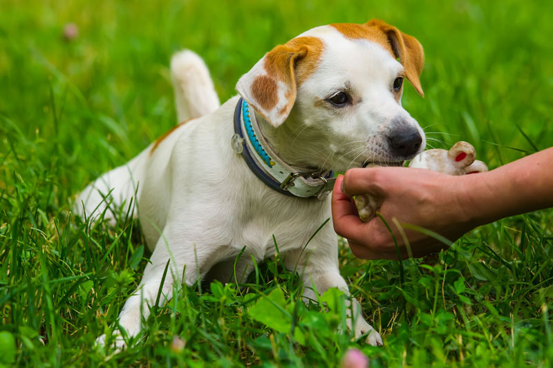 犬が引っ張ったら散歩を中断（Ph／AFLO）