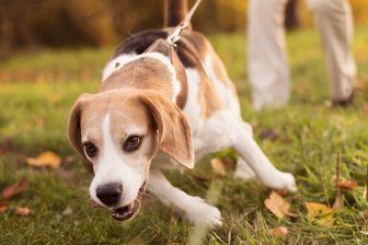 散歩中の悩み、愛犬のリード引っ張りグセを矯正するには？しつけ方法を獣医師が解説