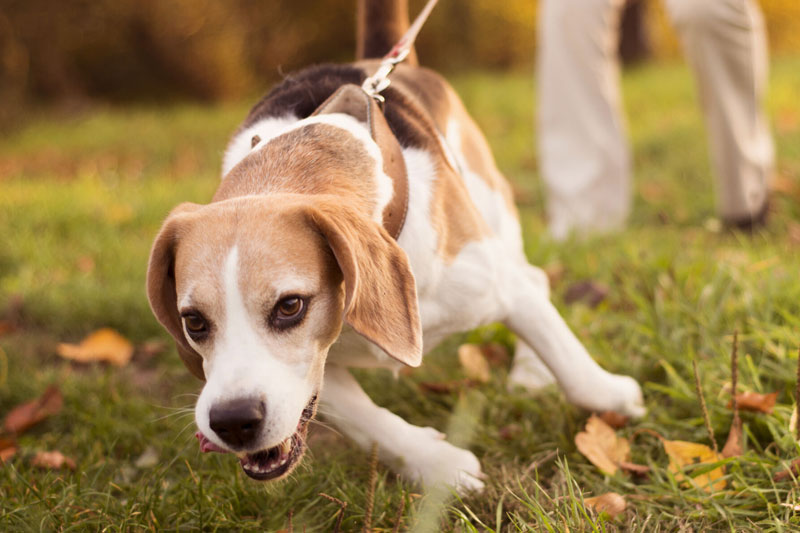 愛犬のリード引っ張りグセを矯正するには？（Ph／AFLO）