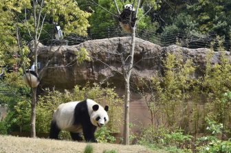 誕生から10か月、双子パンダが歯の生え変わり！母パンダはしっかり食べて授乳もばっちり