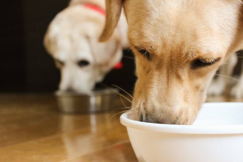 “一汁一菜長生き犬ごはん”の3か条を守って、健康的な食事を（Ph／PhotoAC）